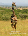 Giraffe. Serengeti, Tanzania. A tall presence moves through the grass.  Ben Babusis, Lightscape Gallery.