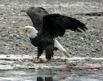 Hands Off!. Haines, Alaska. In a display known as tenting, a bald eagle defends its catch.  Ben Babusis, Lightscape Gallery.