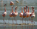 Girls Night Out. Ngorongoro Crater, Tanzania. Troop of flamingos cluster together.  Ben Babusis, Lightscape Gallery.
