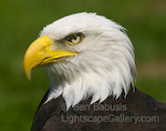 Eagle Head. Woodland Park Zoo, Seattle. Close up of bald eagle.  Ben Babusis, Lightscape Gallery.