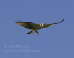 Osprey Overhead. Baltimore, Maryland. An osprey carries its catch over Patapsco State Park near Baltimore.  Ben Babusis, Lightscape Gallery.