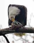 Head Hunter. Haines, Alaska. Bald eagle feeds on a fish head in tree over the Chilkat River.  Ben Babusis, Lightscape Gallery.