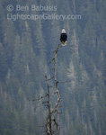 You Lookin at Me?. Ketchikan, Alaska. A bald eagle stares directly back at the photographer through a telephoto lens.  With a visual acuity twice as superior to a humans, there is no hiding from these birds.  Ben Babusis, Lightscape Gallery.