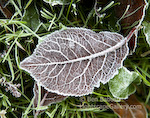 Frost Leaf. Seattle, Washington. Frost encrusting leaf at the U. of Washington Arboretum. � Ben Babusis, Lightscape Gallery.