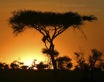 Acacia Sunrise. Serengeti, Washington. An acacia tree silhouetted by the rising sun in Africa.   Ben Babusis, Lightscape Gallery.