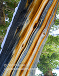 Naked Trunk. Whitney Portal, California. A dead tree stripped of its bark shows its true colors.  Ben Babusis, Lightscape Gallery.