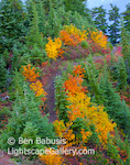 Color Trail. Evergreen Mountain, Washington. A trail lined with fall colors winds through the forest on the way to Evergreen Mountain Lookout.  Ben Babusis, Lightscape Gallery.
