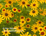Daisies. Ketchum, Idaho. A daisy patch blooms with color.  Ben Babusis, Lightscape Gallery.