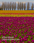 Tulip Field. Skagit Valley, Washington. Multi colored tulips in a field in northern Washington.  Ben Babusis, Lightscape Gallery.