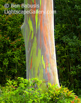Rainbow Palm. Hana Highway, Mauai. Bark detail of the colorful rainbow palm. � Ben Babusis, Lightscape Gallery.