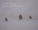 White Out. Salt Lake City, Utah. Three trees blanketed with snow in Salt Lake City after a snowstorm. � Ben Babusis, Lightscape Gallery.