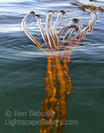 Kelp. San Juan Island, Washington. Kelp rises from the deep clear waters off the coast of San Juan Island.  Ben Babusis, Lightscape Gallery.