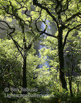 Manoa Falls. Oahu, Hawaii. 150 foot waterfall plunges behind the canopy on Oahu.  Ben Babusis, Lightscape Gallery.