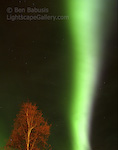 Aurora and Tree. Fairbanks, Alaska. Brilliant green aurora fills the night sky.  Ben Babusis, Lightscape Gallery.