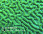 Grooved Brain Coral. 7 Mile Beach, Grand Cayman. Closeup image showing detail within the aptly named Brain Coral.   Ben Babusis, Lightscape Gallery.