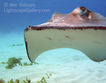 Southern Stingray. Stingray Alley, Grand Cayman. A southern stingray glides effortlessly over the seabed, sucking up food along the way.  � Ben Babusis, Lightscape Gallery.