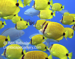 Yellow Butterflies. Molokini Island, Hawaii. A school of yellow butterfly fish gather off the coast of Maui.   Ben Babusis, Lightscape Gallery.