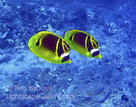 Butterfly Couple. Molokini Island, Hawaii. A butterfly fish couple swim in unison off the coast of Maui.   Ben Babusis, Lightscape Gallery.