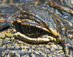 Gator Eye. Everglades National Park, Florida. Alligator eye detail.  Ben Babusis, Lightscape Gallery.