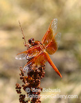 Red Veined Meadowhawk. Ketchum, Idaho. Red Veined Meadowhawk dragonfly perches in the sun.  Ben Babusis, Lightscape Gallery.