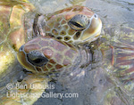 Turtle Love. Grand Cayman. Two sea turtles appear to embrace each other.  Ben Babusis, Lightscape Gallery.