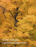 Yellow Oak. Adirondacks, New York. A brilliant oak tree at the height of fall color in the northeast. � Ben Babusis, Lightscape Gallery.