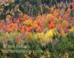 Tree Rainbow. Central Vermont. A rainbow of colors erupts from the forests of central Vermont during the height of fall color. � Ben Babusis, Lightscape Gallery.