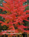 Red Maple. Adirondacks, New York. A fiery red maple at the peak of fall color in the Adirondacks. � Ben Babusis, Lightscape Gallery.