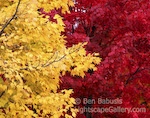 Yellow to Red. Adirondacks, New York. Brilliantly contrasting colors in the Adirondacks.  Ben Babusis, Lightscape Gallery.