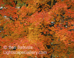 Maple Detail. Central Vermont. Maple tree explodes into color at a cemetary in Vermont.  Ben Babusis, Lightscape Gallery.