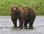 Wet Grizzly. Mikfik Creek, Alaska. A wet grizzly bear fattens up on fish in the rain at Mikfik Creek.  Ben Babusis, Lightscape Gallery.