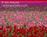 Layers of Color. Skagit Valley, Washington. Layers of multicolored tulips at the Skagit Valley Tulip Festival. � Ben Babusis, Lightscape Gallery.