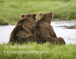 Bear Pair. Mikfik Creek, Alaska. Two grizzly bears cuddle together along the creek shore.  Ben Babusis, Lightscape Gallery.