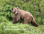 A Look Behind. Mikfik Creek, Alaska. A grizzly bear keeps a weary eye on other bears in the area while walking along the creek shore.  Ben Babusis, Lightscape Gallery.