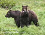 Munching on Flowers. Mikfik Creek, Alaska. Grizzly bear cub nibbles on a flower.  Ben Babusis, Lightscape Gallery.