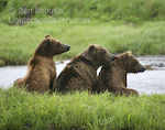 Look at That!. Mikfik Creek, Alaska. Three young grizzly bears watch mom catch salmon in the creek.  Ben Babusis, Lightscape Gallery.