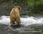 Head to Head. Mikfik Creek, Alaska. Salmon flings itself into the air trying to get upstream and slams into an unsuspecting grizzly cub. Fortunately for the fish, the little bear's mouth was not open and it got away.  Ben Babusis, Lightscape Gallery.