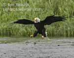 All Stop. Mikfik Creek, Alaska. Bald eagle puts on the reverse thrusters as it comes in to a short field landing.  Ben Babusis, Lightscape Gallery.