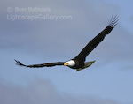 Soaring High. Mikfik Creek, Alaska. A bald eagle soars over a creek in search of prey.  Ben Babusis, Lightscape Gallery.