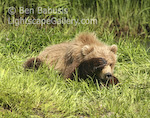 Trying to Sleep. Mikfik Creek, Alaska. A grizzly bear cub tries to cover its eyes while napping during the endless daylight of the Alaskan summer.  Ben Babusis, Lightscape Gallery.