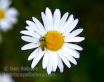 Daisy. Mt. Rainier, Washington. An insect rests on a daisy in full bloom.  Ben Babusis, Lightscape Gallery.