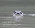 Curious Seal. Glacier Bay, Alaska. A seal peers curiously at my kayak cruising through a protected sound in Glacier Bay.  Ben Babusis, Lightscape Gallery.