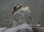 King and Queen of the Castle. Mt. Rainier, Washington. A marmot couple perches atop a rock near Mystic Lake in Mt. Rainier National Park.  Ben Babusis, Lightscape Gallery.