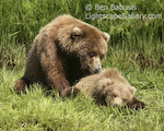 Mother and Child. Mikfik Creek, Alaska. Sow and cub share a tender moment resting along the creekside.  Ben Babusis, Lightscape Gallery.