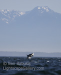 Orca Breach. Strait of Juan de Fuca, Washington. An Orca breaches off the coast of San Juan Island with the Olympic mountains in the background.  Ben Babusis, Lightscape Gallery.