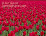 Red Lips. Skagit Valley, Washington. Field of red tulips in Skagit Valley during the annual Tulip Festival. � Ben Babusis, Lightscape Gallery.