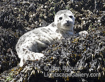 Seal Pup. San Juan Island, Washington. Seal pup lies on a kelp coated rock.  Ben Babusis, Lightscape Gallery.