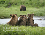 Bear Watching. Mikfik Creek, Alaska. Three bears huddle together for protection as they watch a larger male walking through the grass across the creek.  Ben Babusis, Lightscape Gallery.