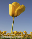 Standing Tall. Skagit Valley, Washington. Yellow tulip stands tall in a field in the Skagit Valley.  Ben Babusis, Lightscape Gallery.