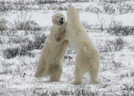 Polar Bear Dance. Churchill, Manitoba. Adolescent polar bears play fighting as winter approaches.  Ben Babusis, Lightscape Gallery.